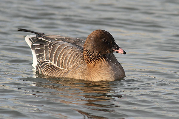 Heiðagæs-Pink footed Goose-Anser brachyrhynchus