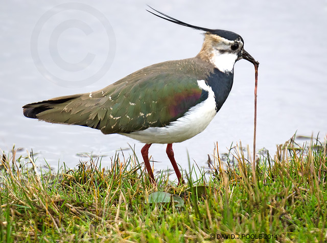 Lapwing with worm