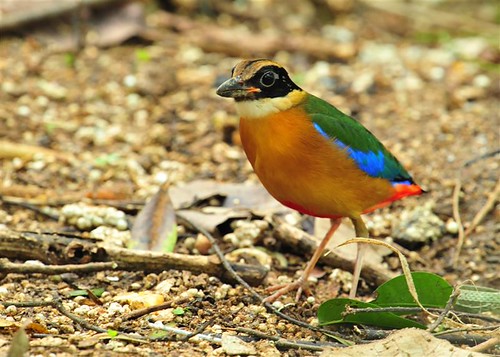 Blue-winged Pitta | by NatureInYourBackyard