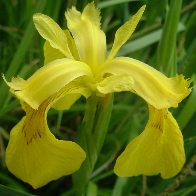 Beautiful Yellow Iris of Ada Salter Garden, Southwark Park, London @ 5 May 2011 (Part 3 of 3)