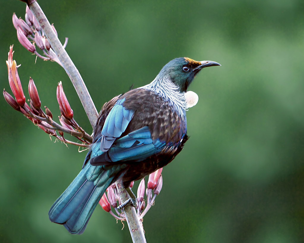 Image result for native nz birds