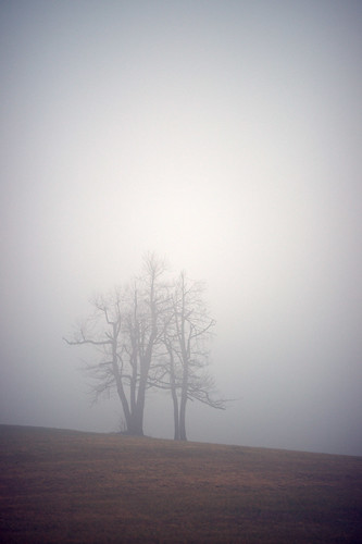trees mist field fog rural landscape nebel scenic northcarolina