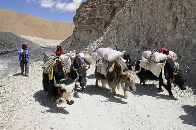 Yaks on the road to Rongbuk