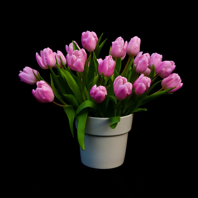 Roze tulpen - Pink tulips