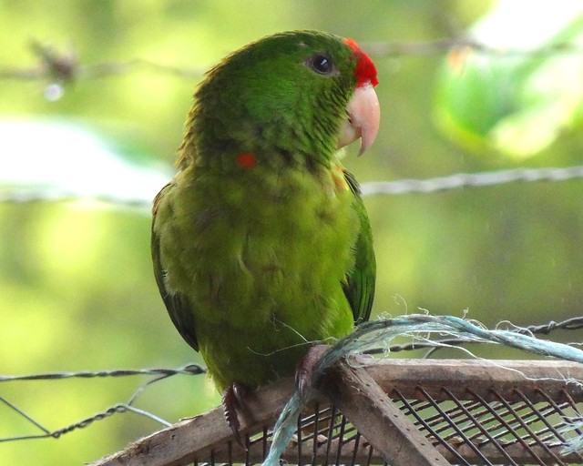 Chacaraco [Scarlet-fronted Parakeet] (Aratinga wagleri transilis)