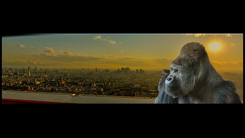 sunset panorama photomanipulation photography tokyo shinjuku gorilla photomontage ikebukuro kingkong fujisan fujiyama gorille 3shots skytree diamondfuji 360panoramicview musictomyeyeslevel1 60thfloor600mmn sunshinecity60thfloor photoshopelements10etnonelementtermoncherwatson0 scifipanorama