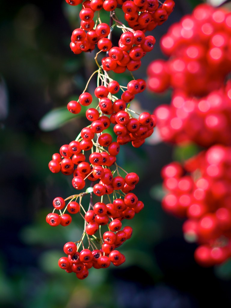 Pyracantha