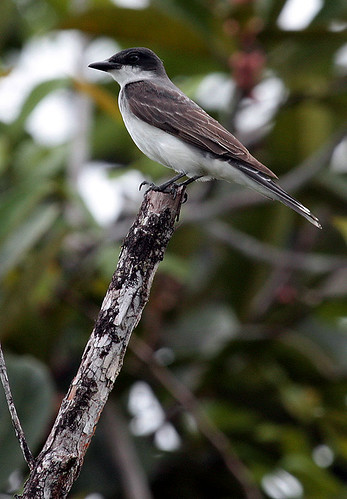 Eastern Kingbird (Tyrannus tyrannus) | by JCdelascasas