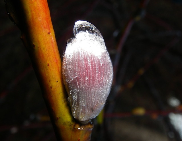 Frozen Pussy Willow