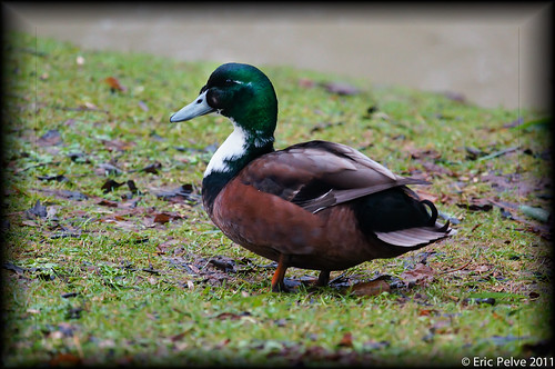 Yes , it is another duck!  :)  - NEX5-N with voigtlander 180mm f/4 APO lens by episa