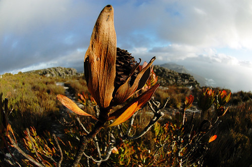 Cape Town