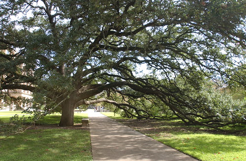 Century Tree Side