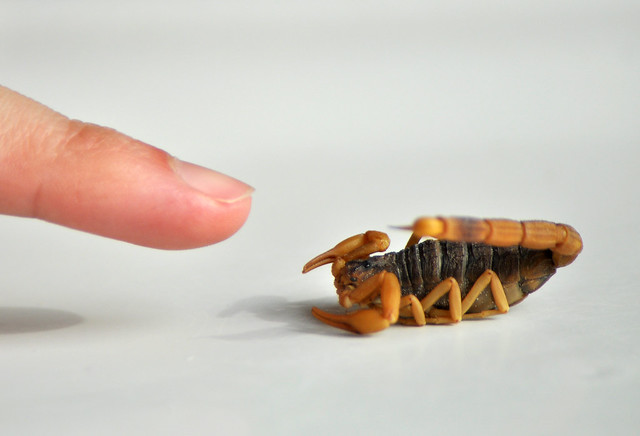Finger and Scorpion