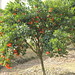Tangerine tree :)