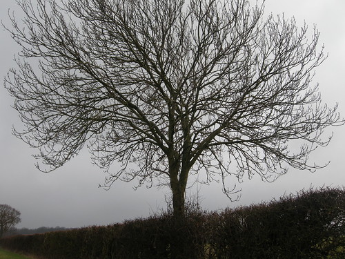 winter tree 