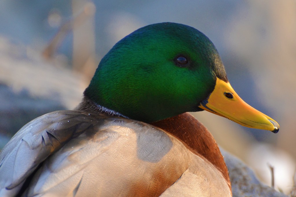 Bird - Duck - Mallard