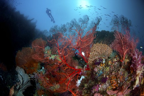 Maldive