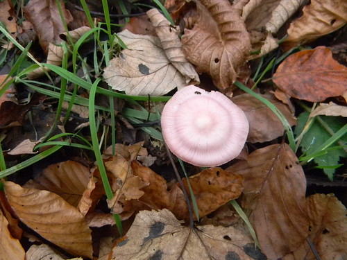 Pink mushroom Princes Risborough to Wendover If I was chief mushroom namer, I would call this the Strawberry Blancmange