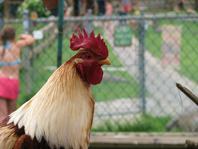 Coq / Rooster