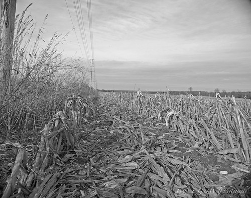 blackandwhite lines rural corn farm row end blackwhitephotos nikond700 degreywolfphotography