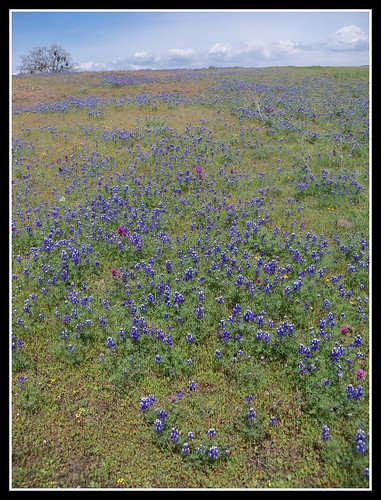 california travel flowers nature northerncalifornia outdoors spring wildflowers lupine tablemountain oroville springwildflowers buttecounty northtablemountain northtablemountainecologicalreserve