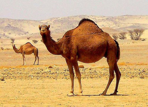 arabia saudita