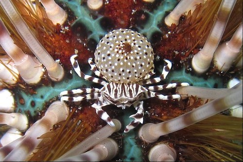 Canale di Lembeh