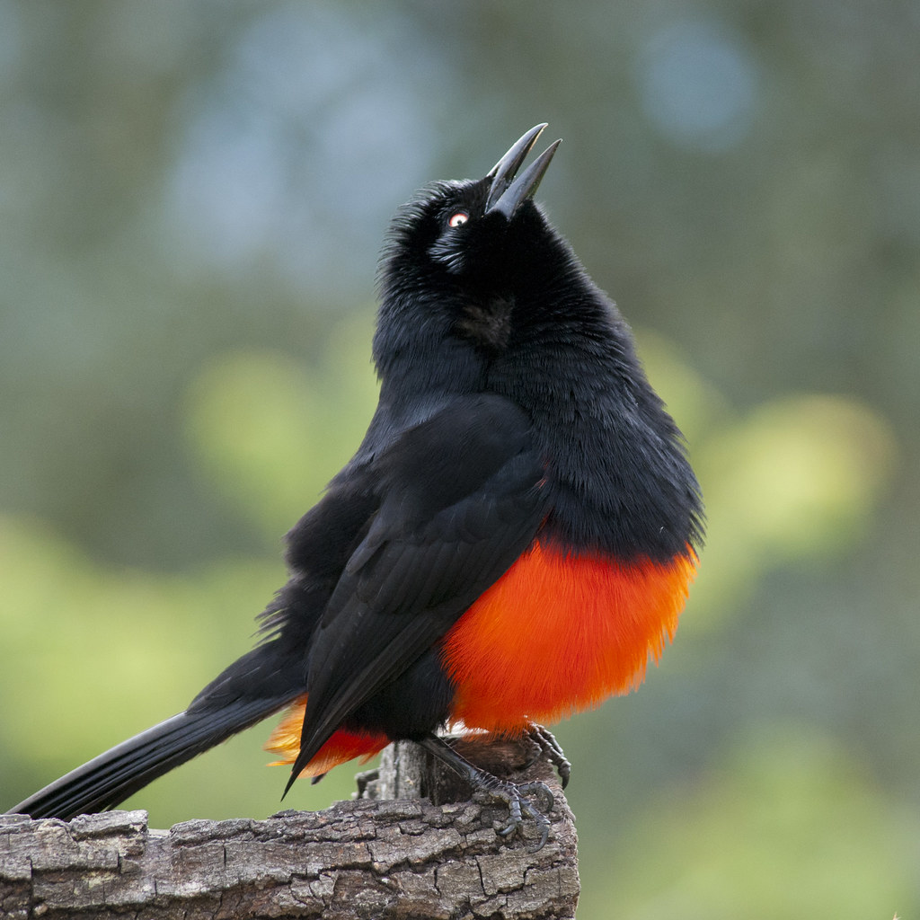 Маленькая черно оранжевая птичка. Краснолобая петроика. Краснобрюхий трупиал. Краснобрюхая танагра. Дрозд краснобрюхий.