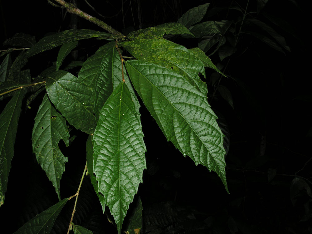 Acidoton nicaraguensis (Hemsl.) G.L. Webster | Vascular Plan… | Flickr