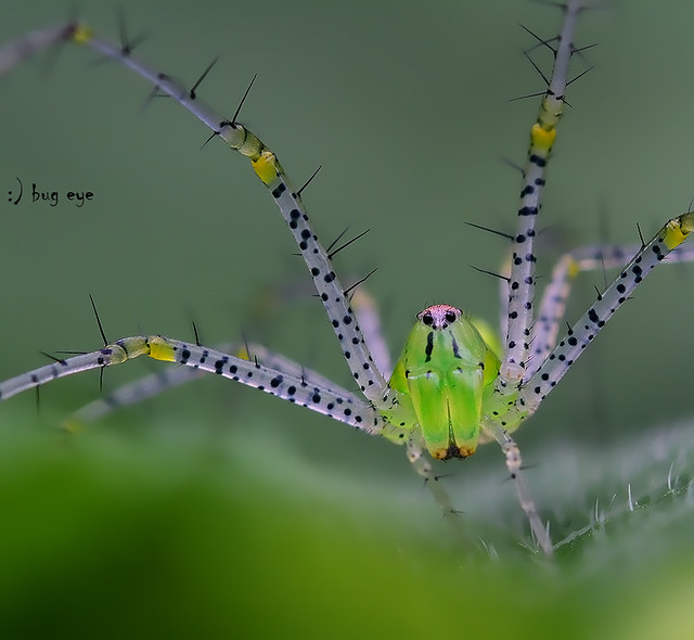 green lynx spider / Peucetia viridans / แมงมุมตาหกเหลี่ยมเขียว