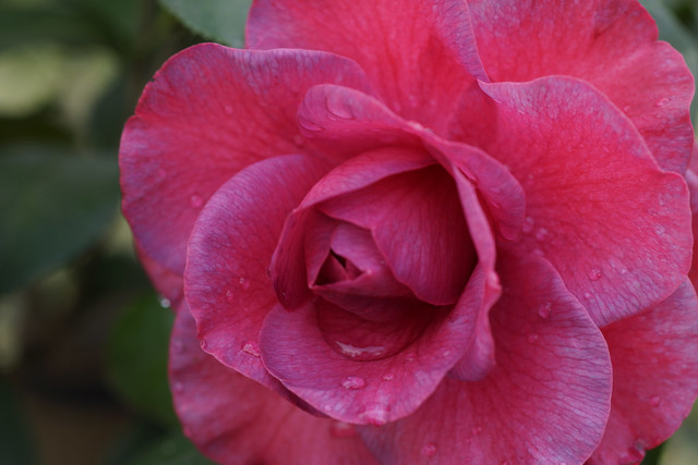 茶花 camellia