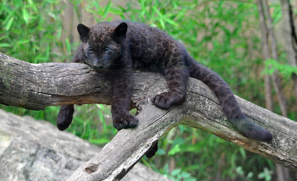 Filhote - Pantera-negra (Panthera onça) - Zoo d`Amnéville … | Flickr