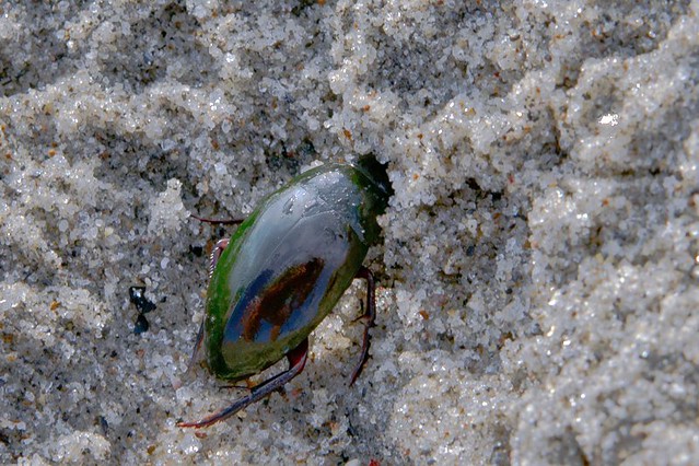 Beach Beetle Self Portrait