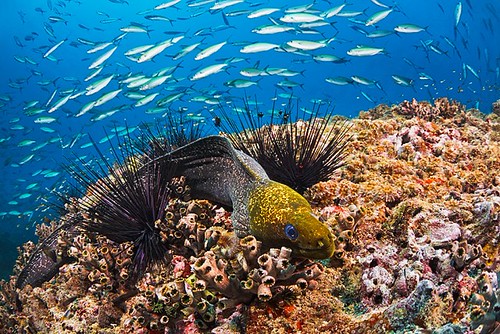 Tubbataha Reef