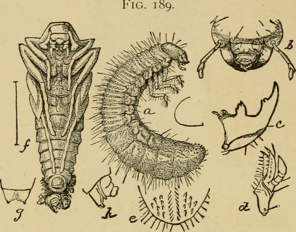 Image from page 213 of 