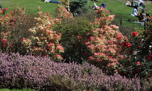Pieris japonica 'Flaming Silver' - Page 2 21977215528_0bf63b4f09