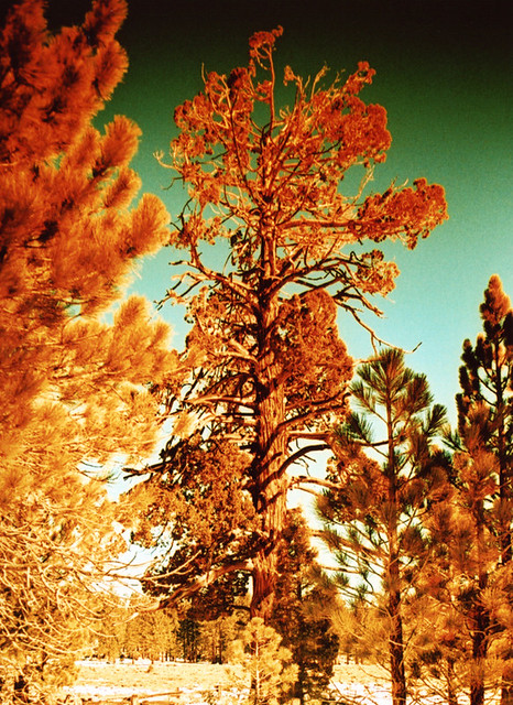 Porst SP Hangman's Tree 1 | 