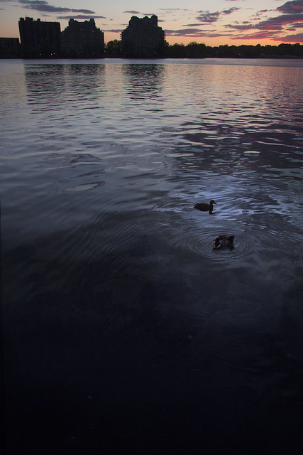 Two ducks at sunset / Deux canards au crépuscule