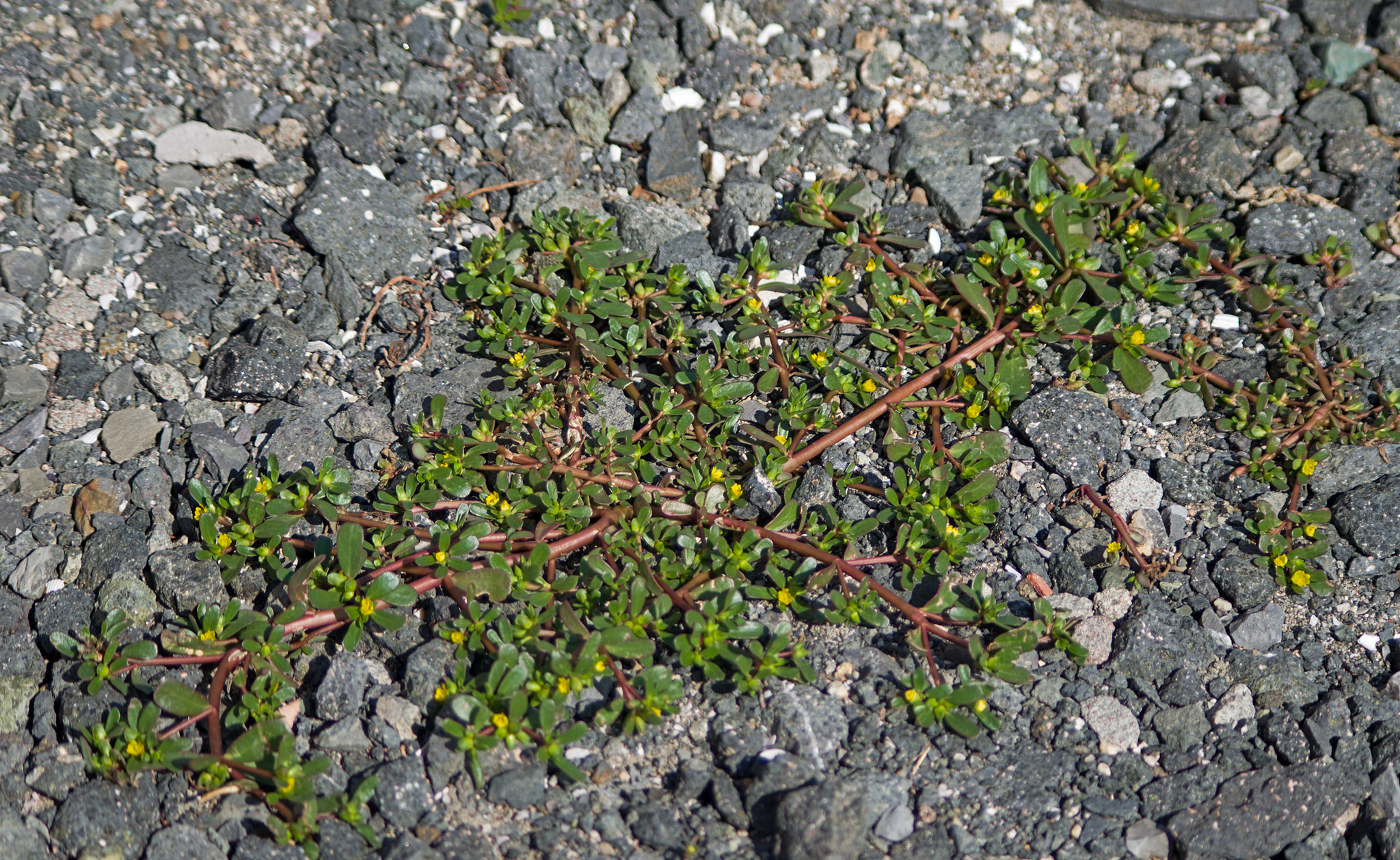 Портулак огородный (Portulaca oleracea)