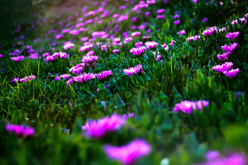 california pink flowers green look studio colorful ray purple vibrant iii lathrop lathropcalifornia apred