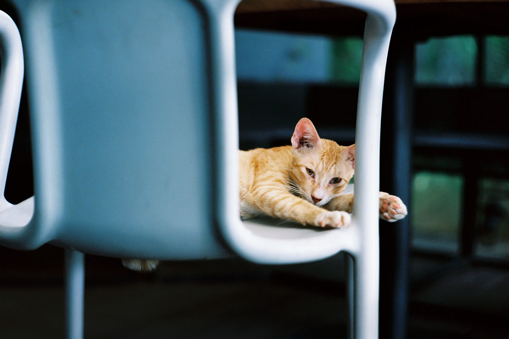 Kodak Ektar 100 example photo by fotoqrapher