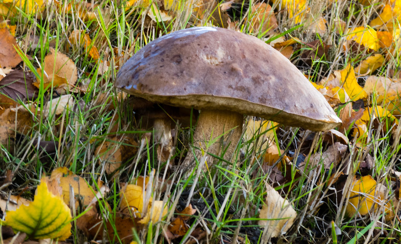 Brown Birch Bolete