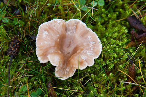 Crinkle-edged mushroom