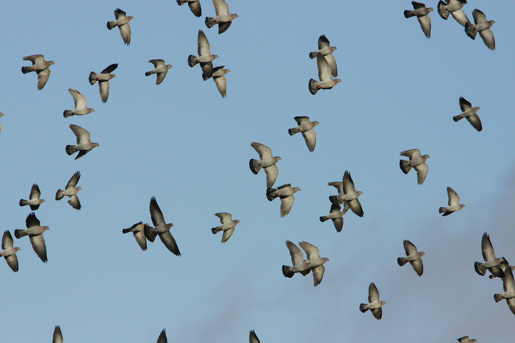 Stock Doves | Beeley Moor.Derbyshire. | Chris Baines | Flickr