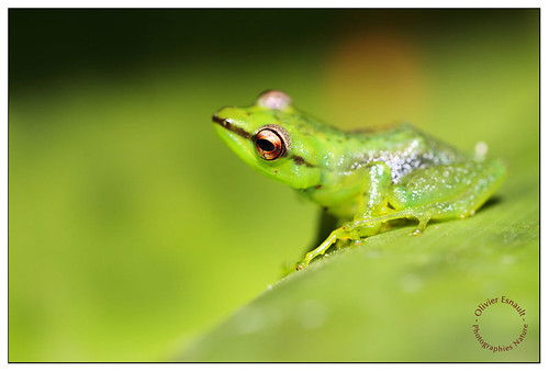 Little Frog [EXPLORED] by Pillot