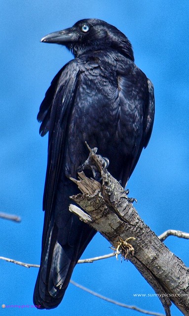 Australian Raven..( Crow )