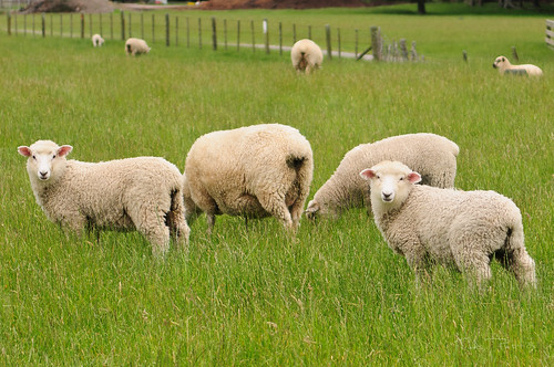 field sheep newzealandholiday2011