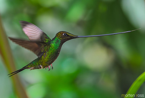 birds ecuador hummingbird guangolodge swordbilledhummingbird ensiferaensifera