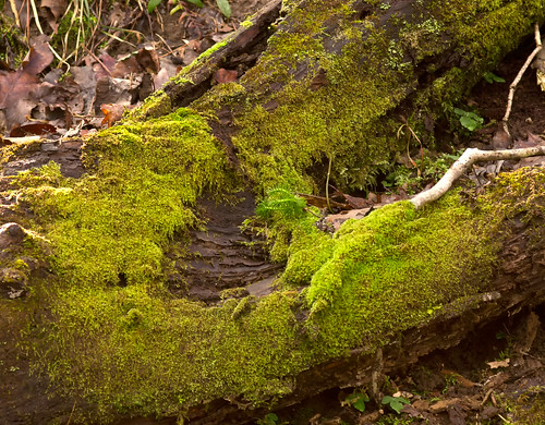 trees moss southcarolina sigma olympus e5 105mm pickenscounty ninetimeheritagepreserve