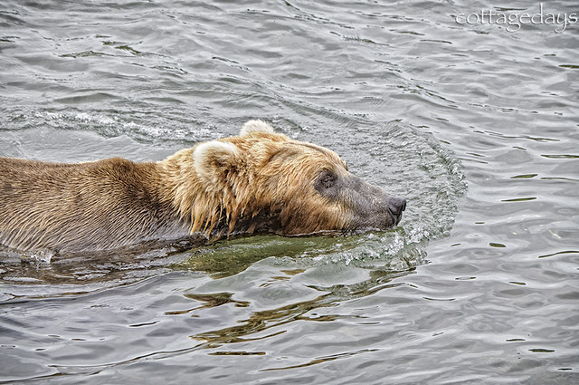 bear float
